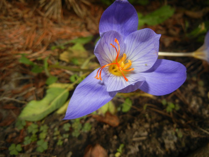 Crocus speciosus (2014, October 17)