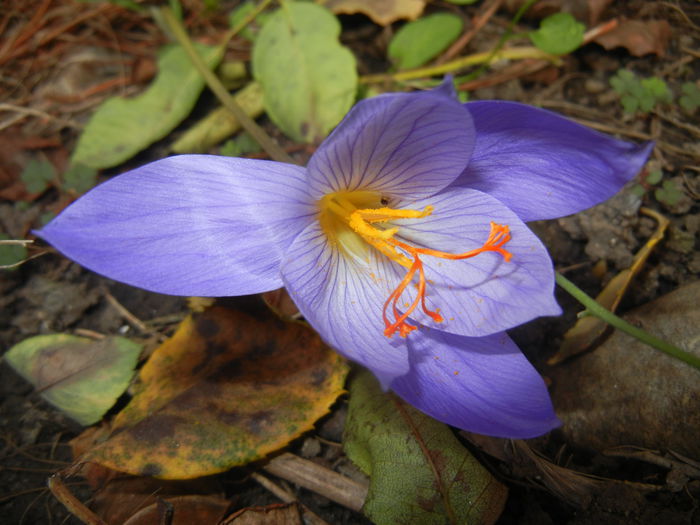 Crocus speciosus (2014, October 17)