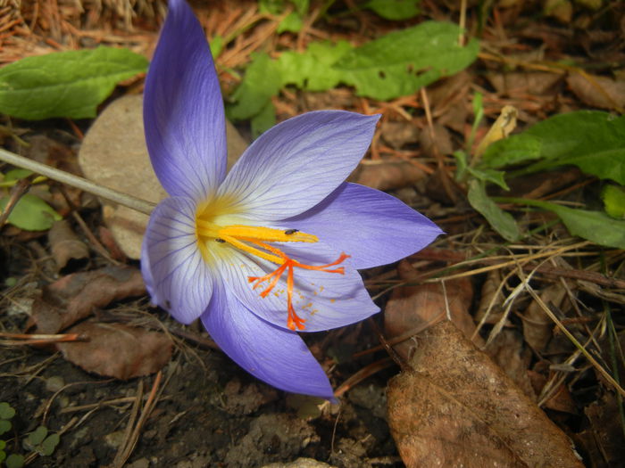 Crocus speciosus (2014, October 17)