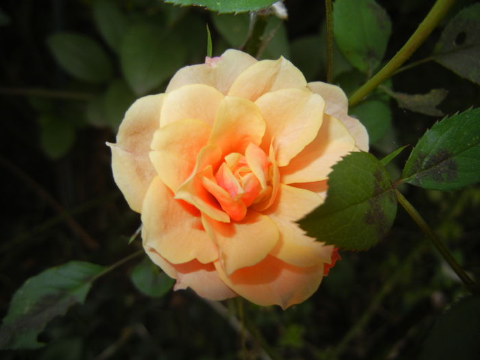 Orange Miniature Rose (2014, Oct.17) - Miniature Rose Orange