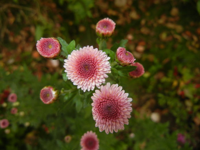 1017 Chrysanth Bellissima (2014, Oct.17)02