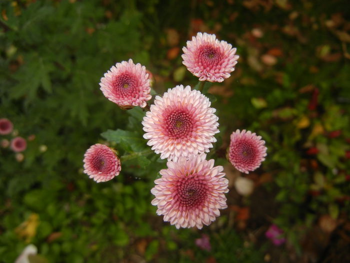 Chrysanth Bellissima (2014, Oct.17) - Chrysanth Bellissima