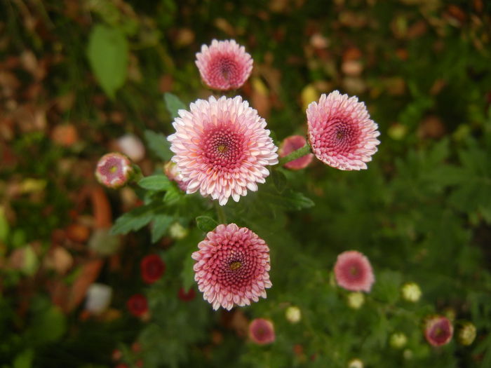 Chrysanth Bellissima (2014, Oct.17)