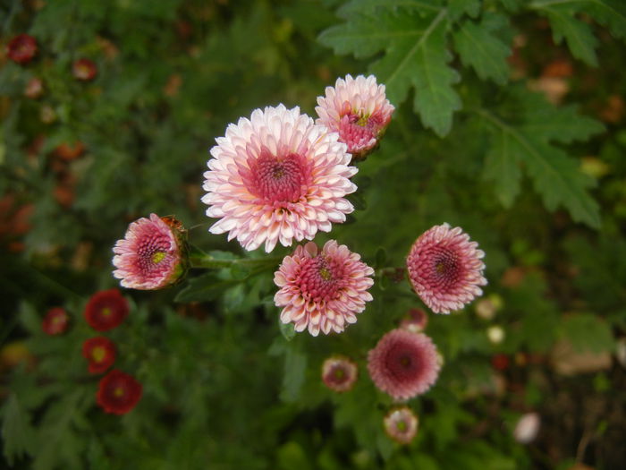 Chrysanth Bellissima (2014, Oct.17)