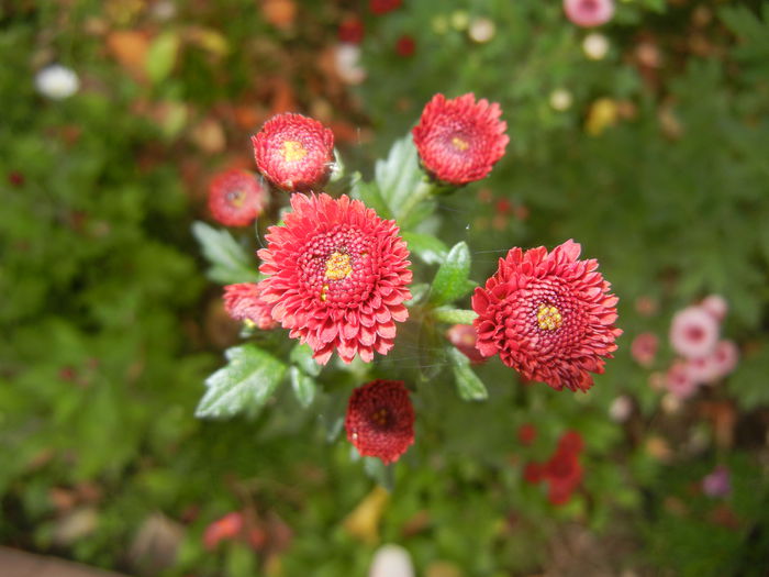 Chrysanth Bellissima (2014, Oct.17) - Chrysanth Bellissima