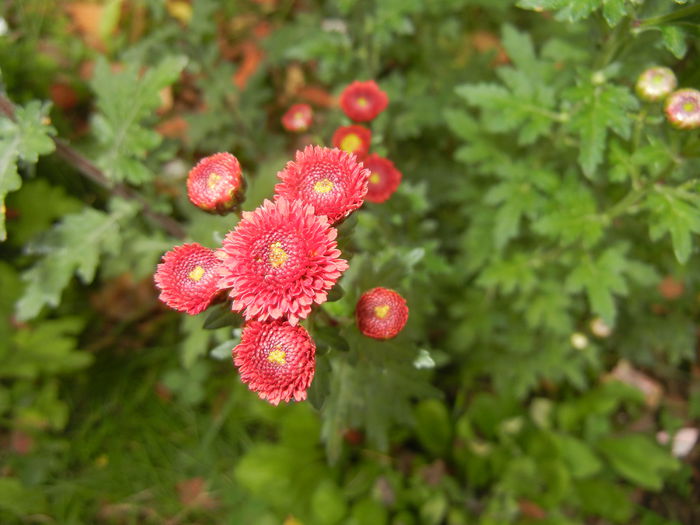 Chrysanth Bellissima (2014, Oct.17)