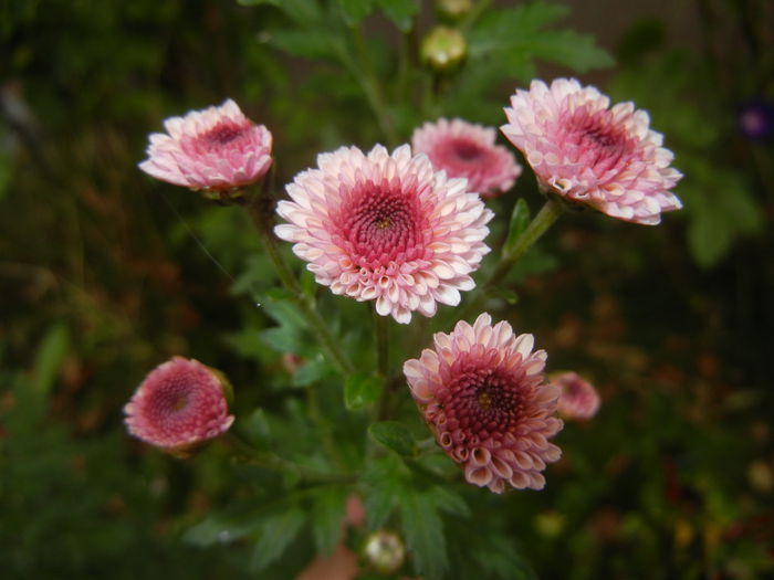 Chrysanth Bellissima (2014, Oct.17)