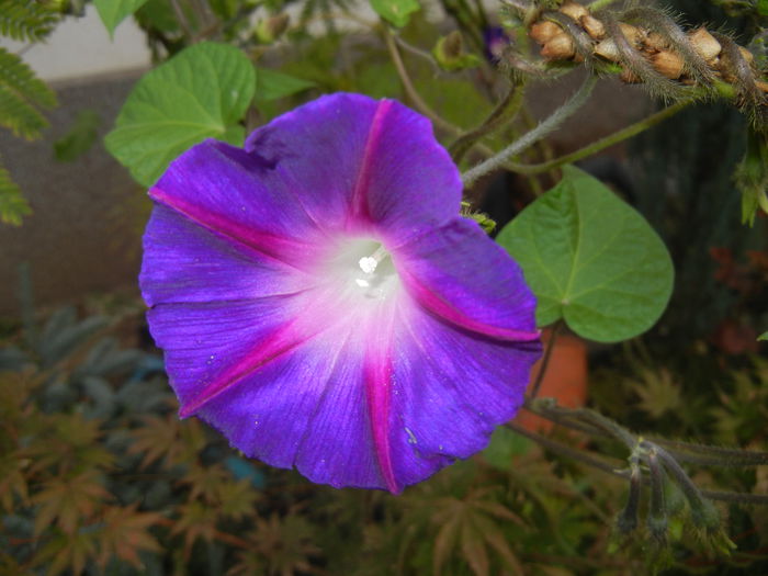 Morning Glory_Ipomoea (2014, Oct.17)