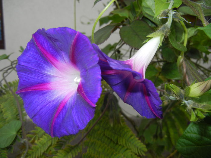 Morning Glory_Ipomoea (2014, Oct.17)