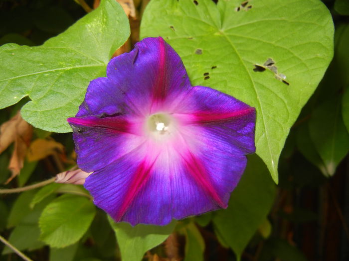 Morning Glory_Ipomoea (2014, Oct.17)