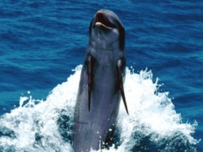 backward_swimming_feat-t2 - delfini