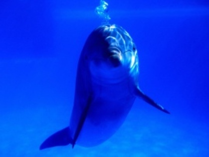 bright_idea_bottlenose_dolphin-t2