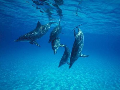 Dolfini wallpaper 14 - delfini