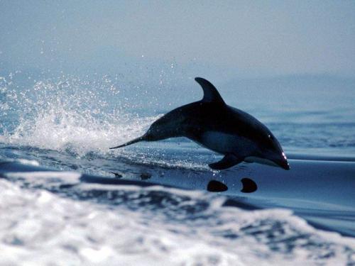 Dolfini wallpaper 15 - delfini