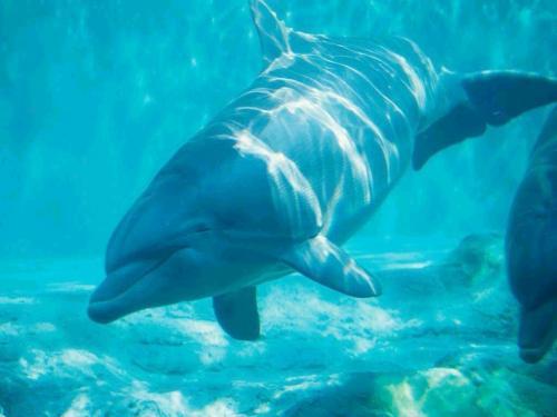 Dolfini wallpaper 24 - delfini