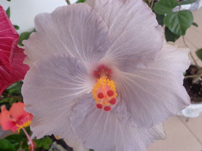 205 - HIBISCUS TYLENE