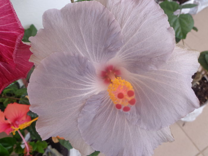 206 - HIBISCUS TYLENE