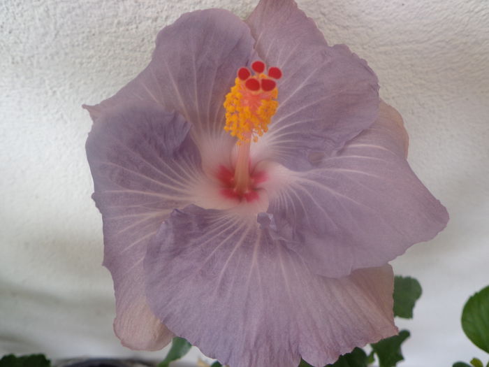 085 - HIBISCUS TYLENE