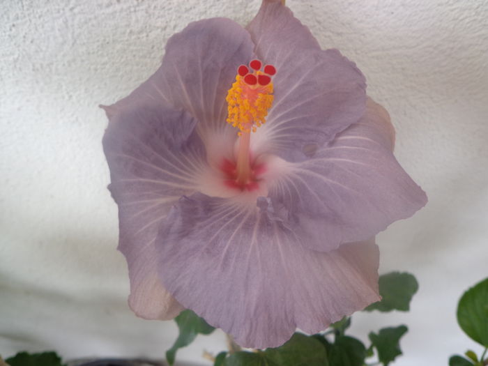 087 - HIBISCUS TYLENE