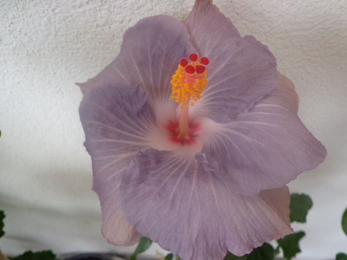 084 - HIBISCUS TYLENE