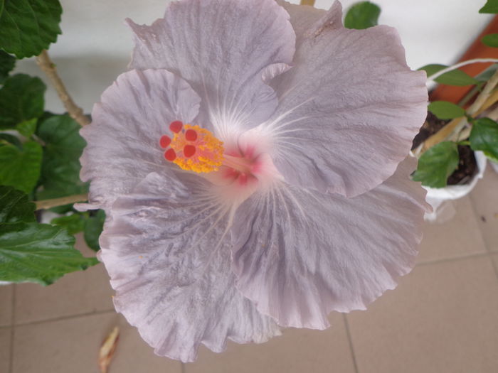 222 - HIBISCUS TYLENE