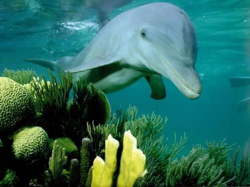 Poze Delfini_ Poze cu Animale_ Imagini Delfini_ Delfinul printre flori