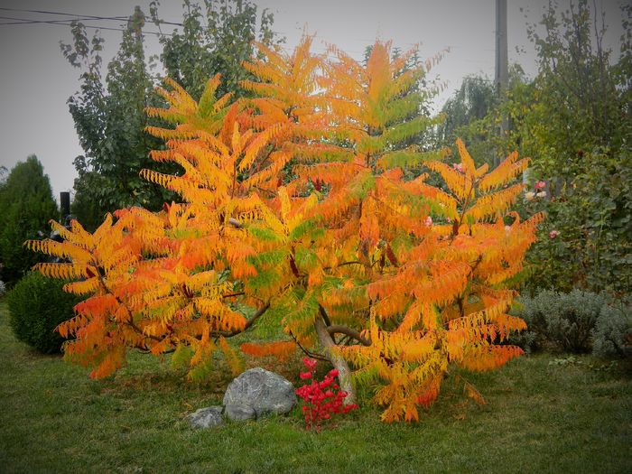 Rhus Typhina; ultimul spectacol
