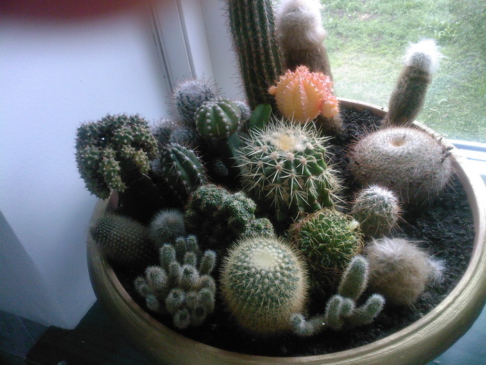 SP_A0019 - Cactusii mei