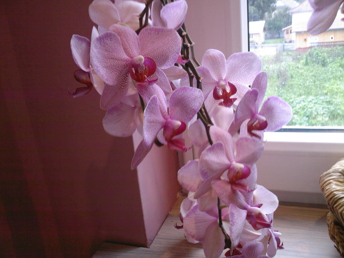SP_A0005 - Florile mele de orhidee