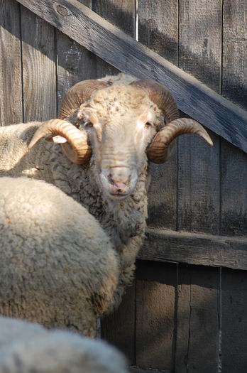 DSC_2761 - berbeci merinos