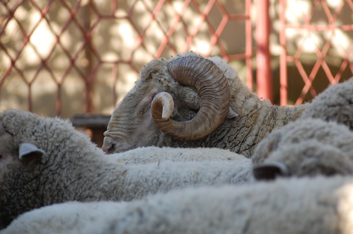 DSC_2764 - berbeci merinos