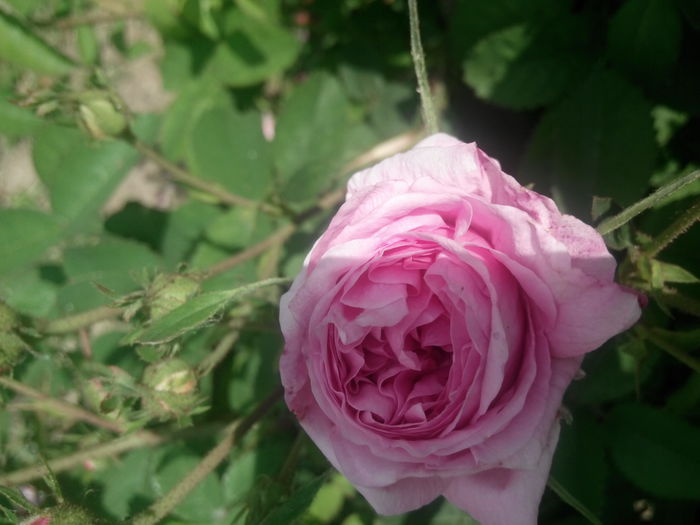 IMG_20140525_141922 - Cabbage rose
