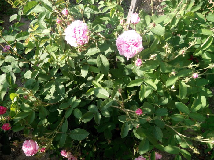 IMG_20140527_185945 - Cabbage rose