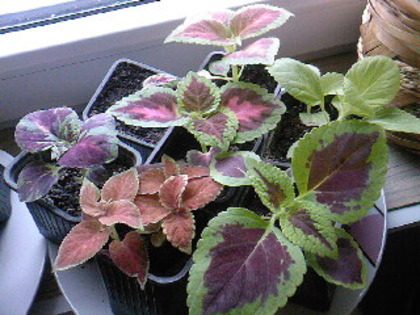 coleus brumei amestec de culori