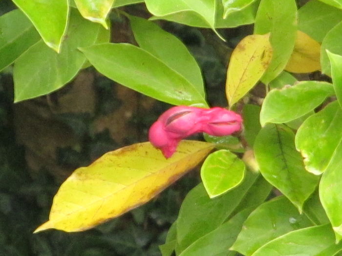 magnoliul - Diverse 2 - Gradina cu frunze