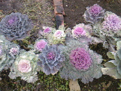 strat de varza decorativa; Varza ornamentala- brassica oleracea
