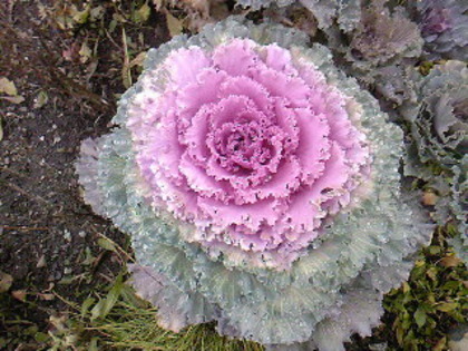 cea mai frumoasa varza - Florile din gradina mea - 2009