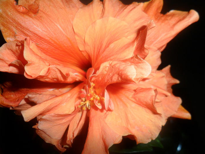 un hibiscus tare frumos