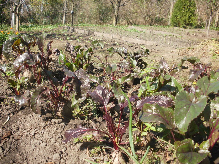  - Frumoasa toamna tarzie 2014