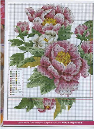 972262_255624831242248_457560099_n