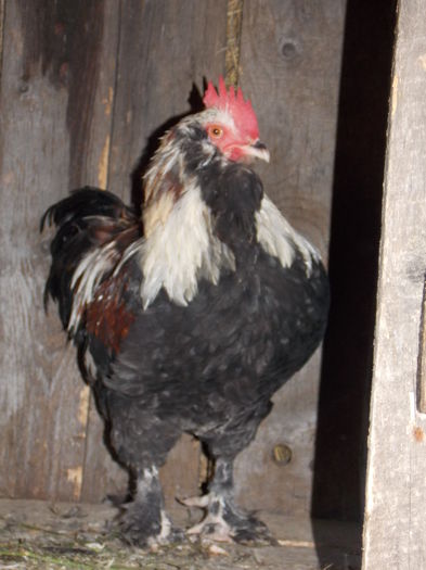 DSCN0843 - Pasarile din gospodaria mea 2014