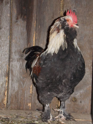 DSCN0844 - Pasarile din gospodaria mea 2014