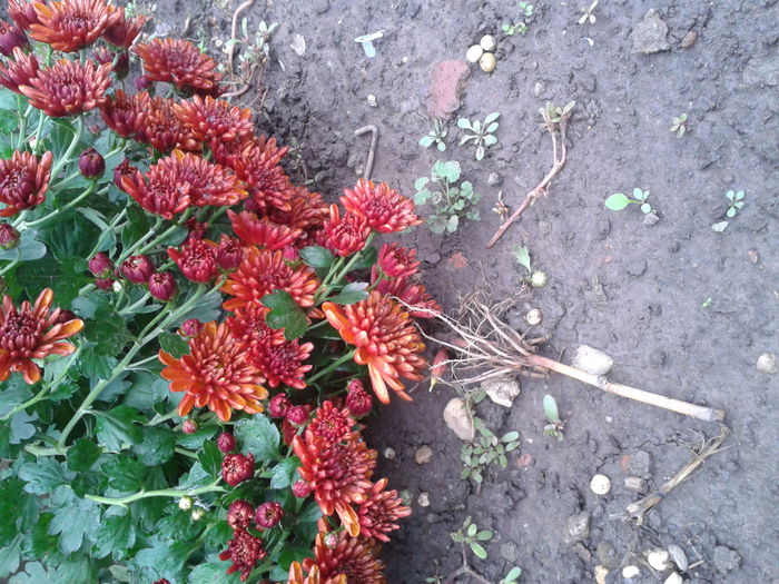 2014-10-18 13.52.41 - aaa-   tufanele si crizanteme