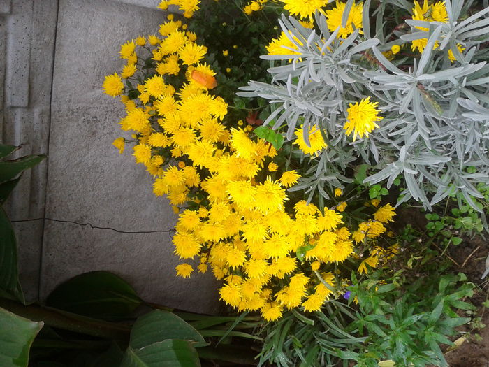 2014-10-18 13.51.19 - aaa-   tufanele si crizanteme