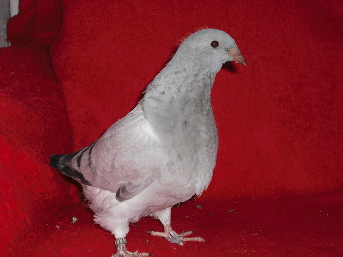 700-2014 - Tineret 2014