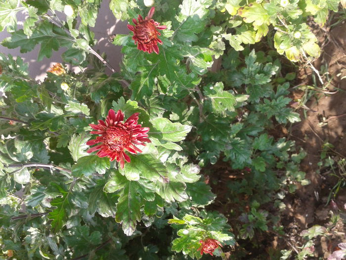 2014-10-18 14.29.07 - aaa-   tufanele si crizanteme