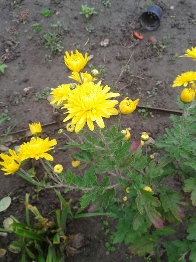 2014-10-18 13.58.11 - aaa-   tufanele si crizanteme