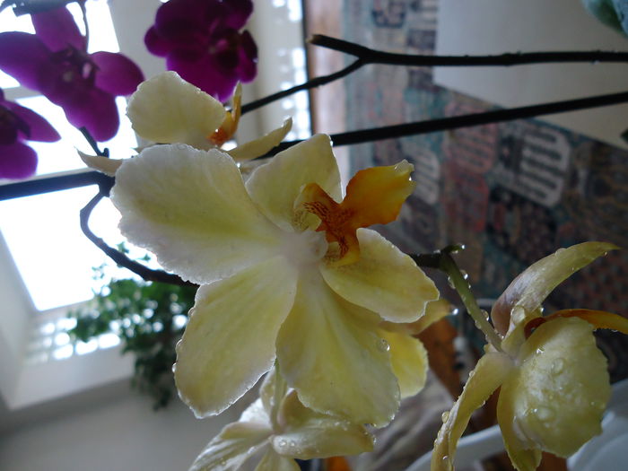 4 - flori 2014