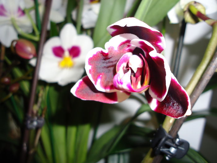 DSC00949 - flori 2014