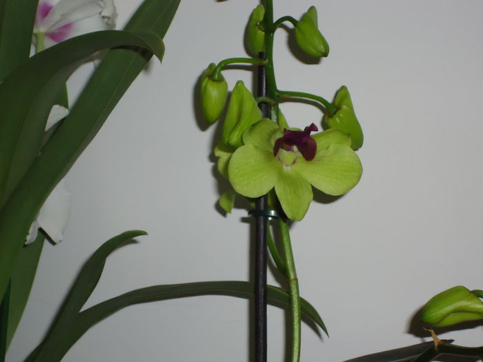 DSC00961 - flori 2014